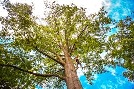 Rolling Hills, CA Tree Care Company