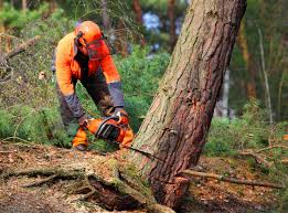 How Our Tree Care Process Works  in  Rolling Hills, CA