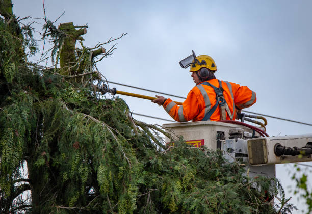 Best Palm Tree Trimming  in Rolling Hills, CA