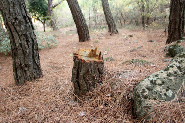 Best Tree Disease Treatment  in Rolling Hills, CA