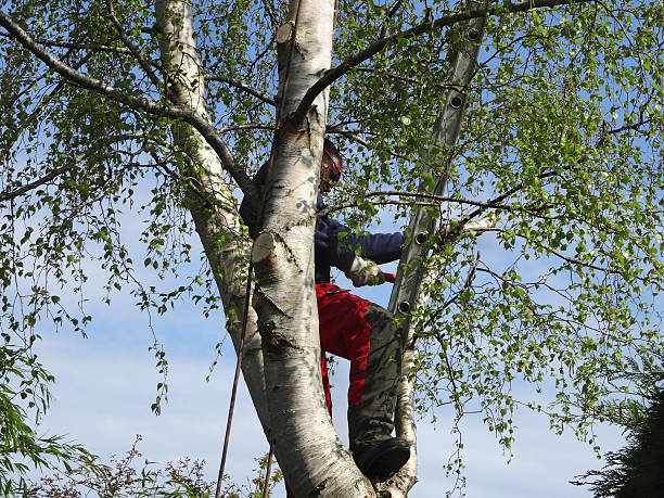 Best Tree Risk Assessment  in Rolling Hills, CA