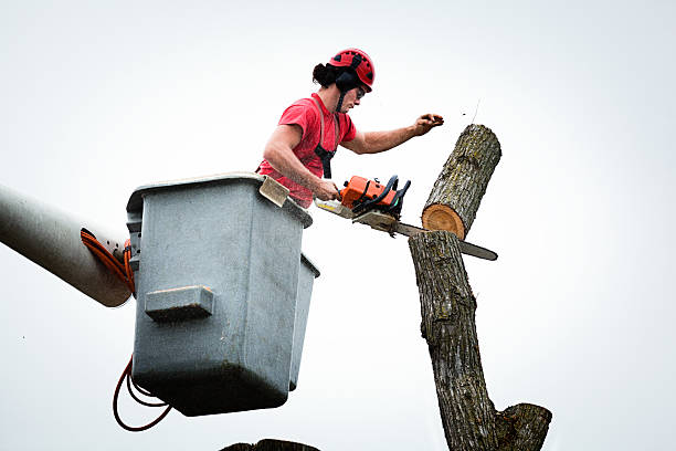 Best Tree and Shrub Care  in Rolling Hills, CA